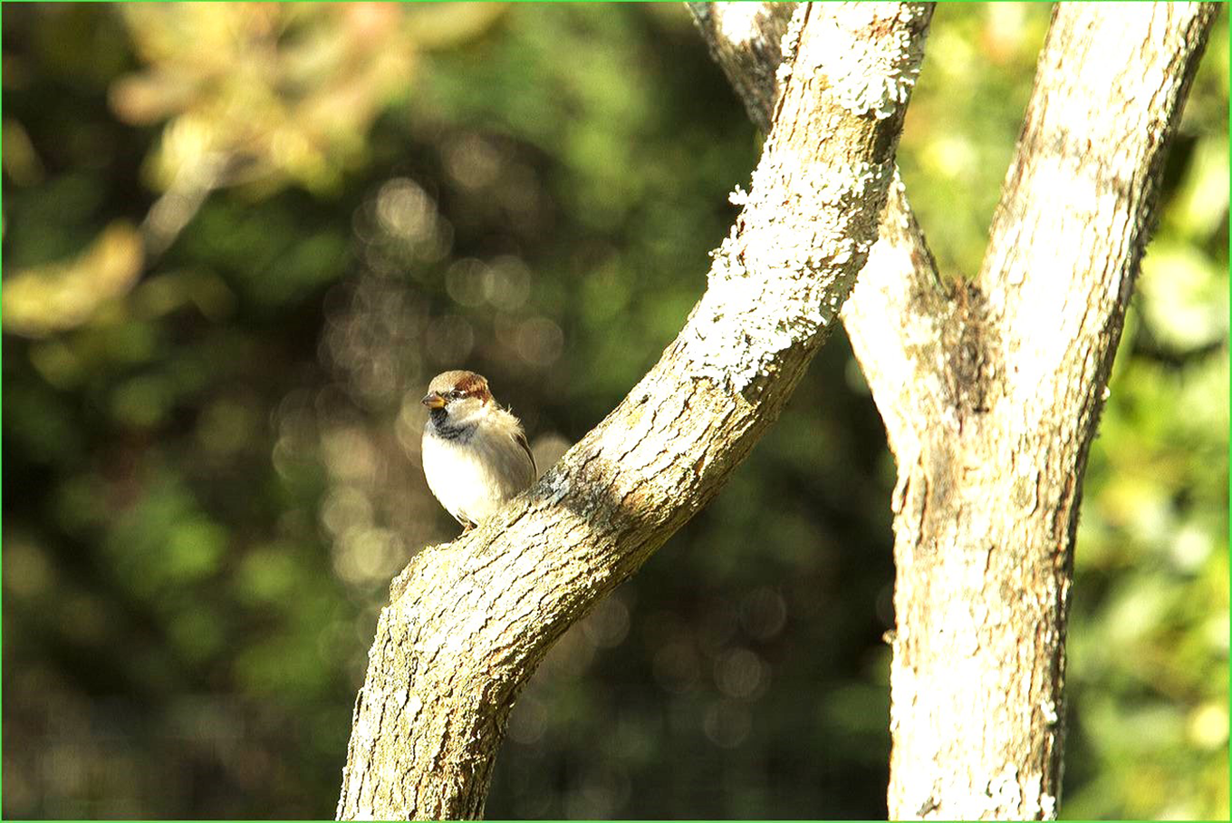 Moineau domestique